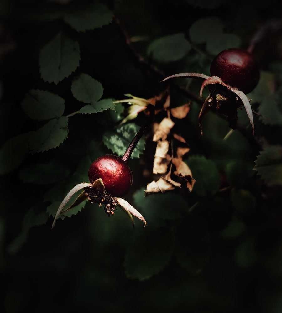 Photograph by Ярославна