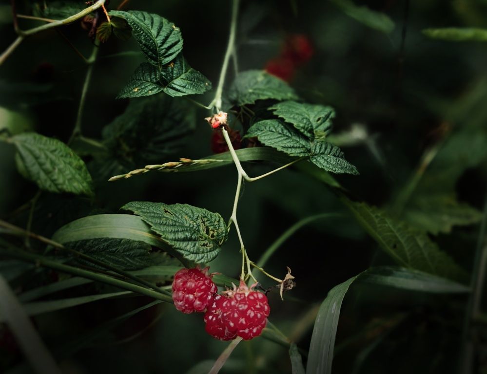 Photograph by Ярославна