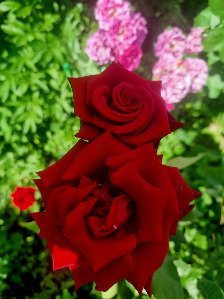 Photograph by Каковкина Ольга