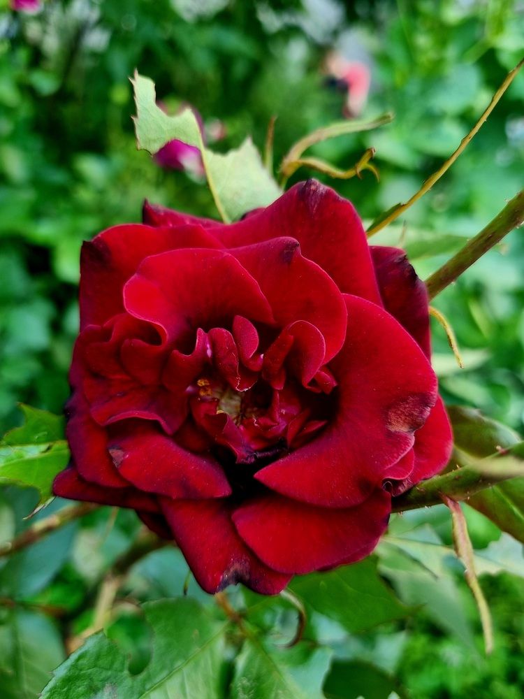 Photograph by Каковкина Ольга