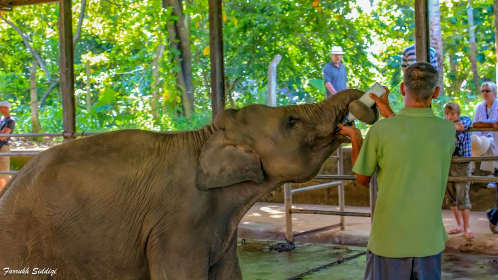 Photograph by Farrukh Sidddiqi