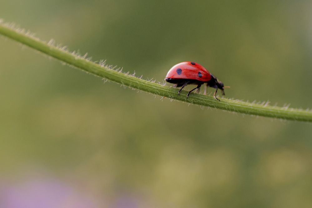 Photograph by Анна Бобкова