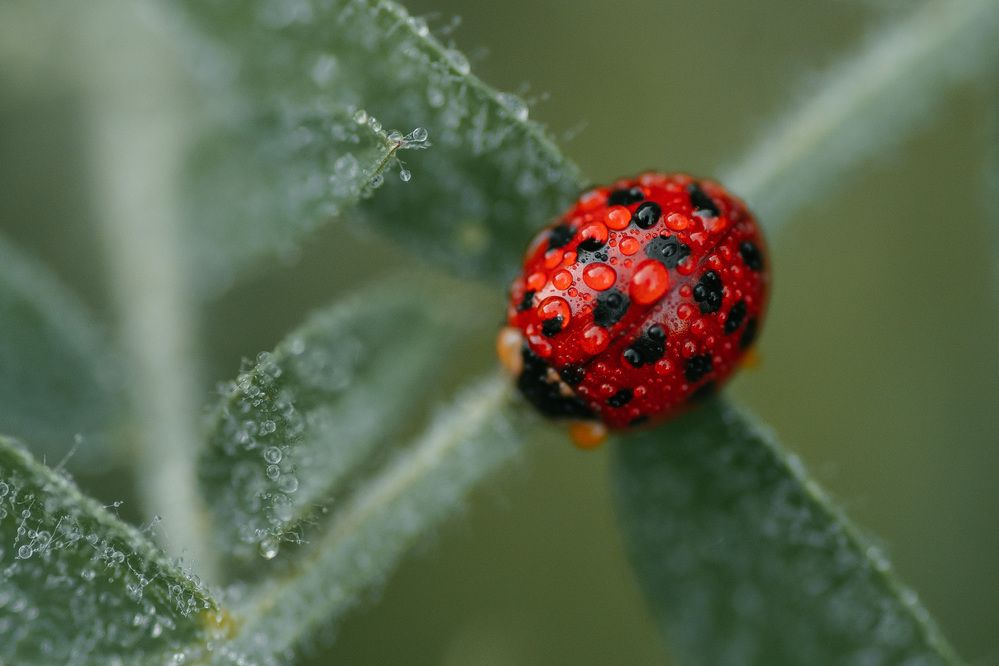 Photograph by Анна Бобкова