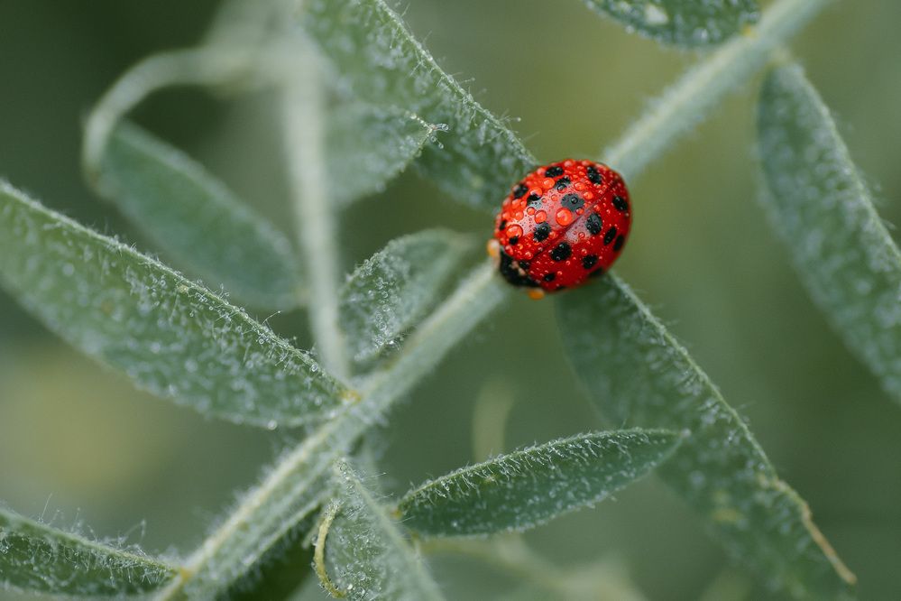 Photograph by Анна Бобкова