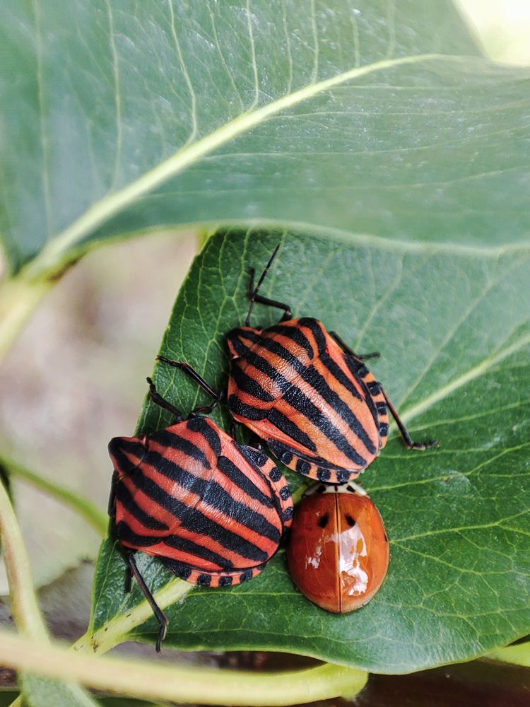 Photograph by Хоменчук Людмила