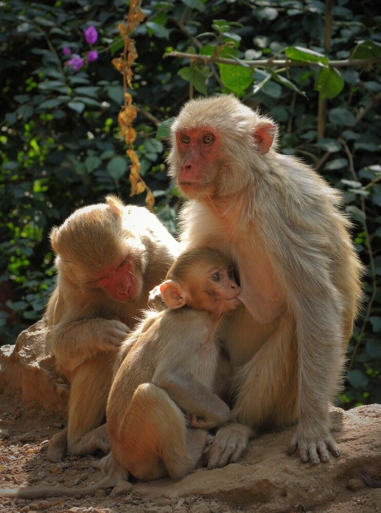 Фотография автора BIPLAB MISRA