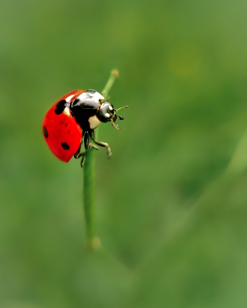 Photograph by Светлана Смирнова