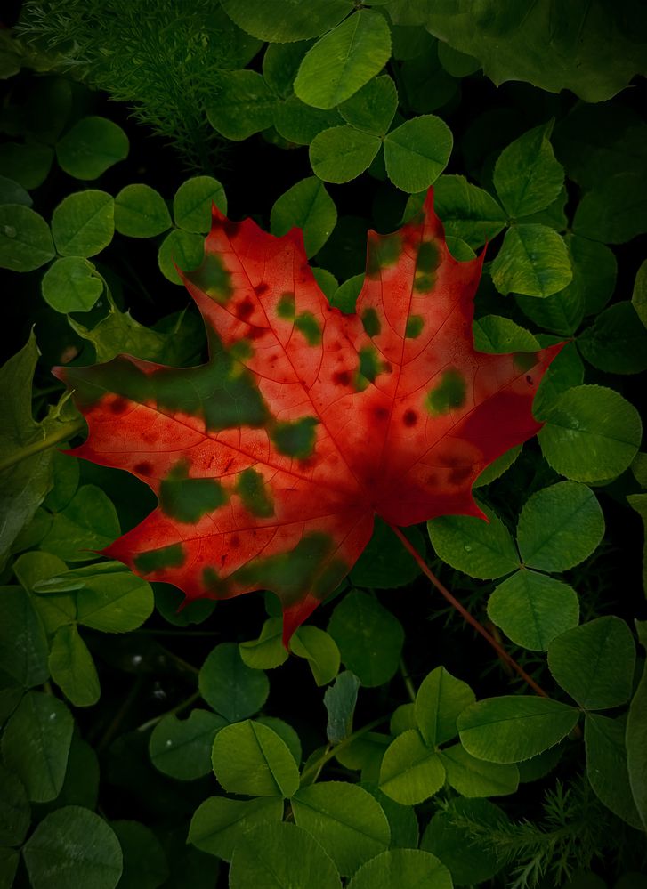 Photograph by Анастасия Семилетова