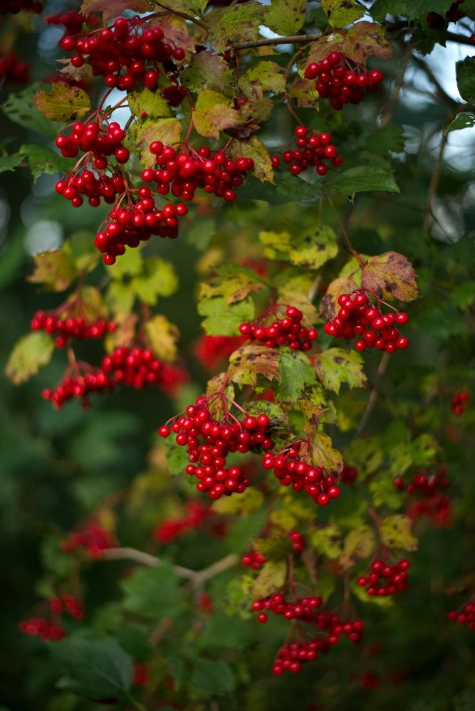 Фотография автора Юрий Кашлевский