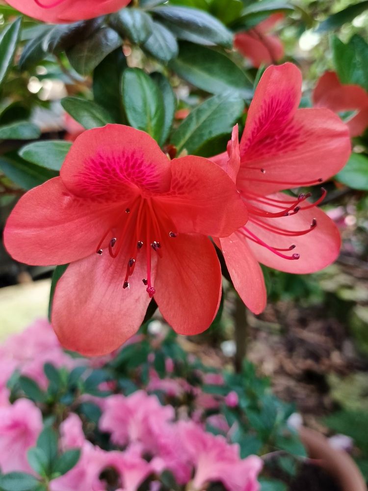 Photograph by Наталья Покрепина