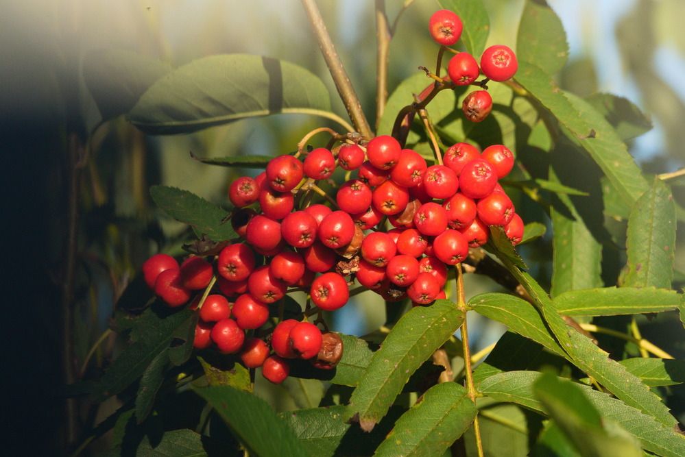 Photograph by Ольга Якубова