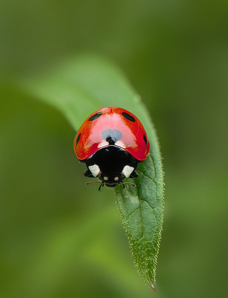 Photograph by Анастасия Семилетова