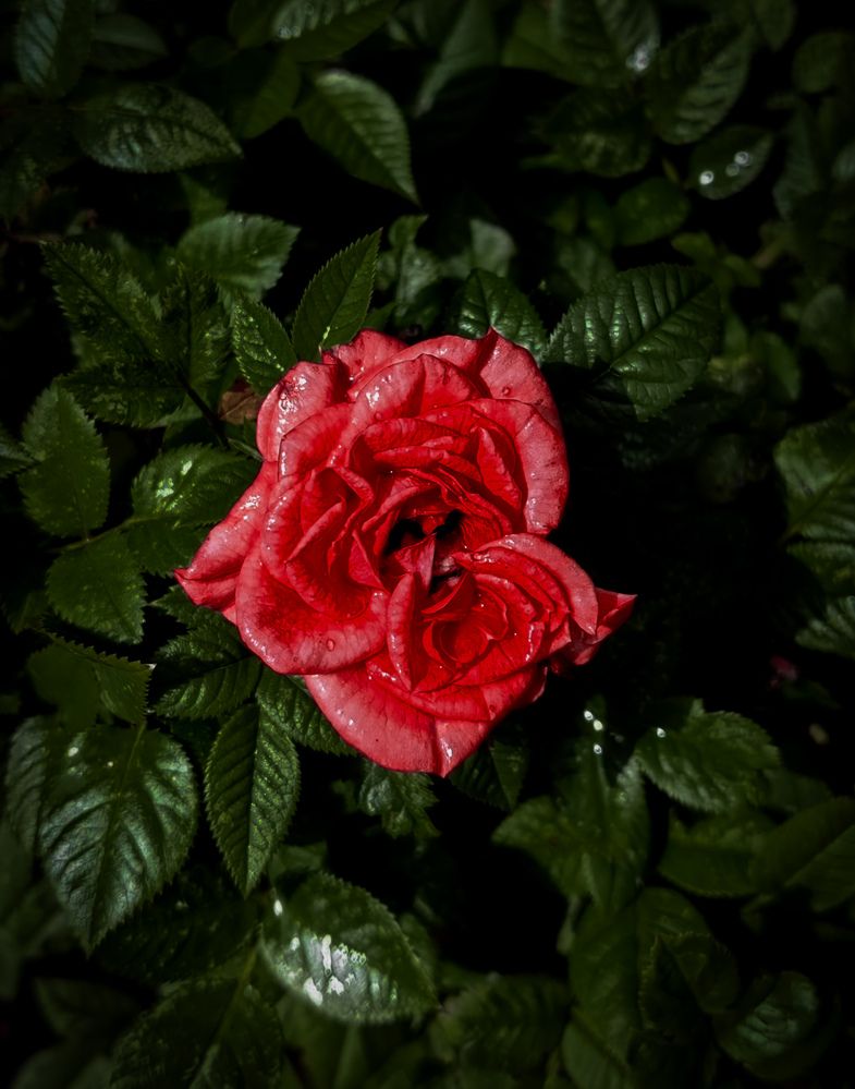 Photograph by Анастасия Семилетова