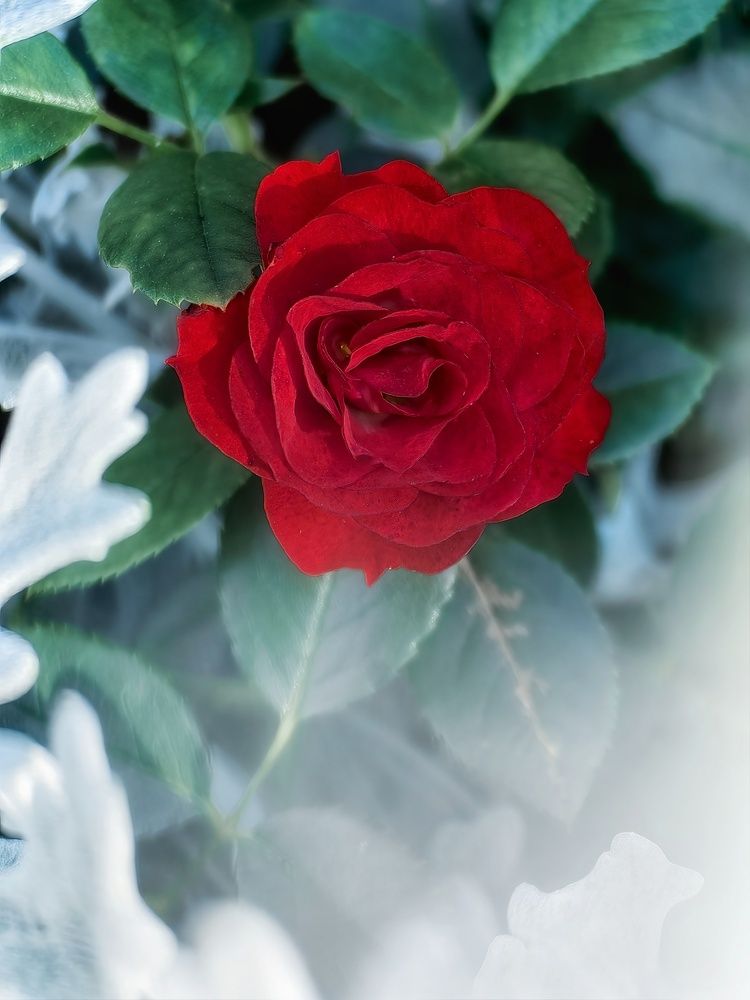 Photograph by Вероника Ливанова