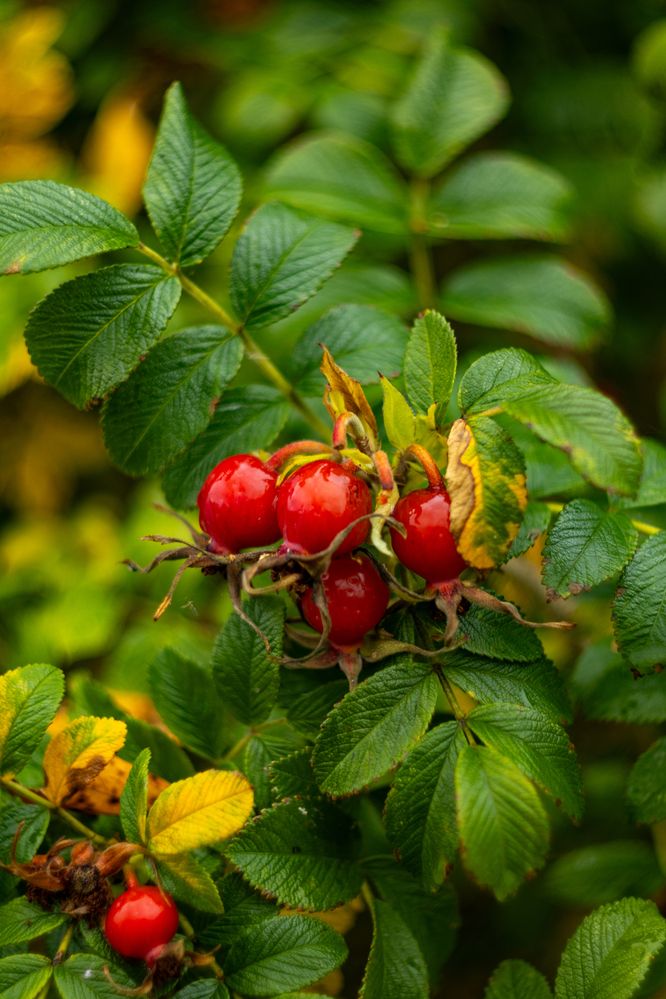 Фотография автора Aamoda Kitchen