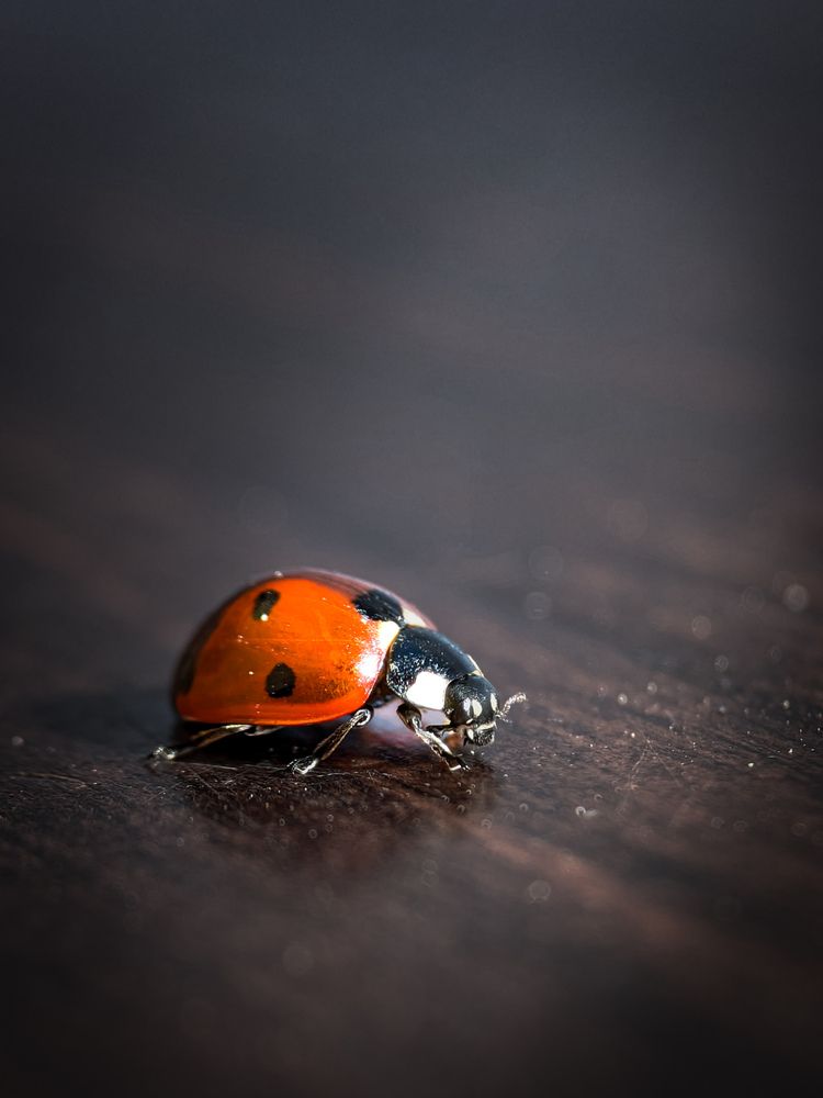 Photograph by Артем Дзюба