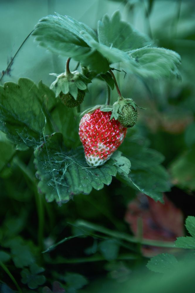 Фотография автора Александр Жданов