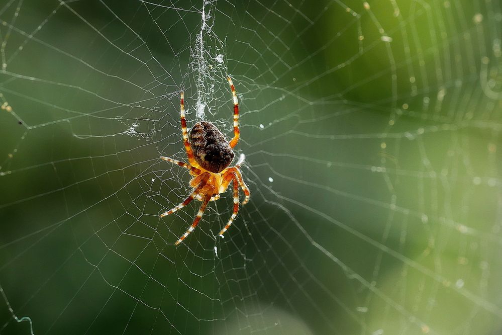 Photograph by Владимир Лобанов