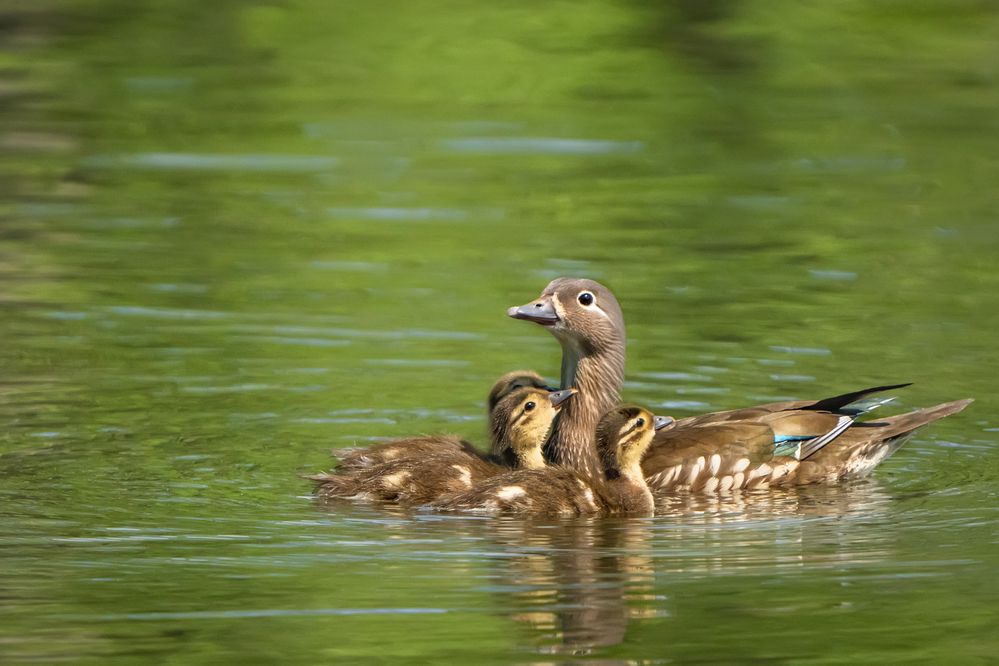 Photograph by Ольга Мусиенко