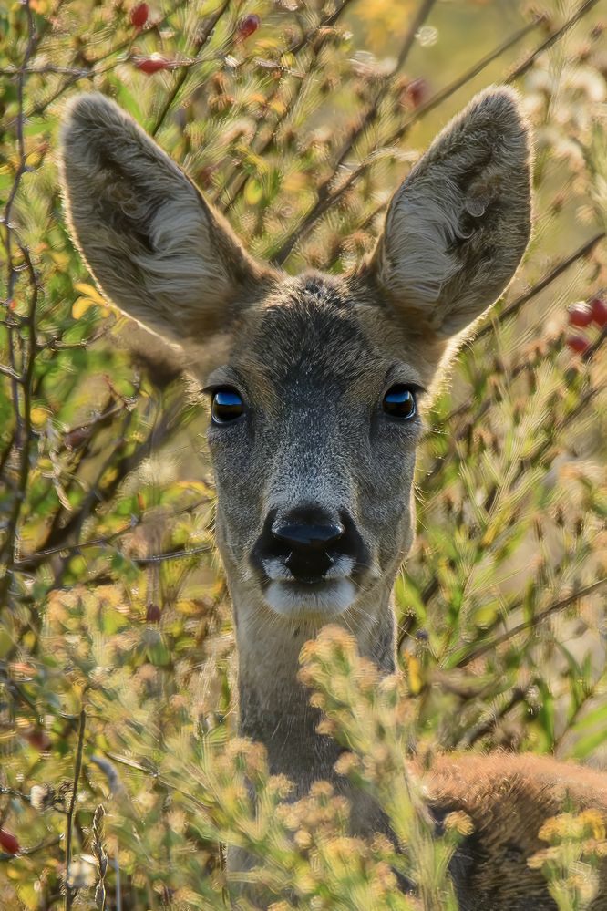 Photograph by Dino Sirica