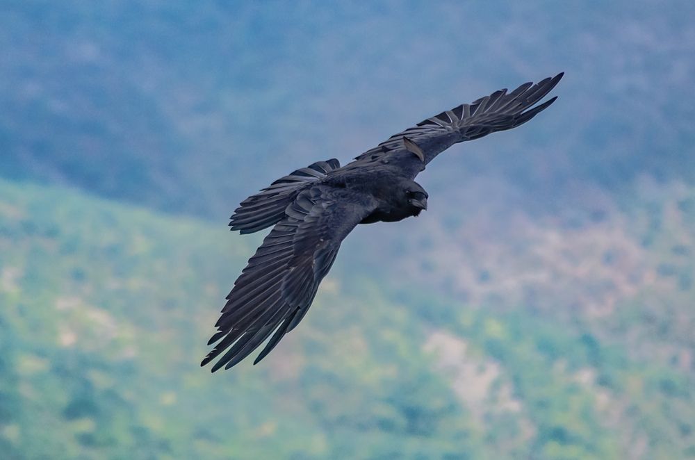 Photograph by Sveta_Poln