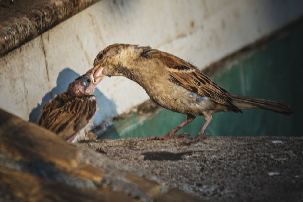 Фотография автора NeCoTi ChonTin