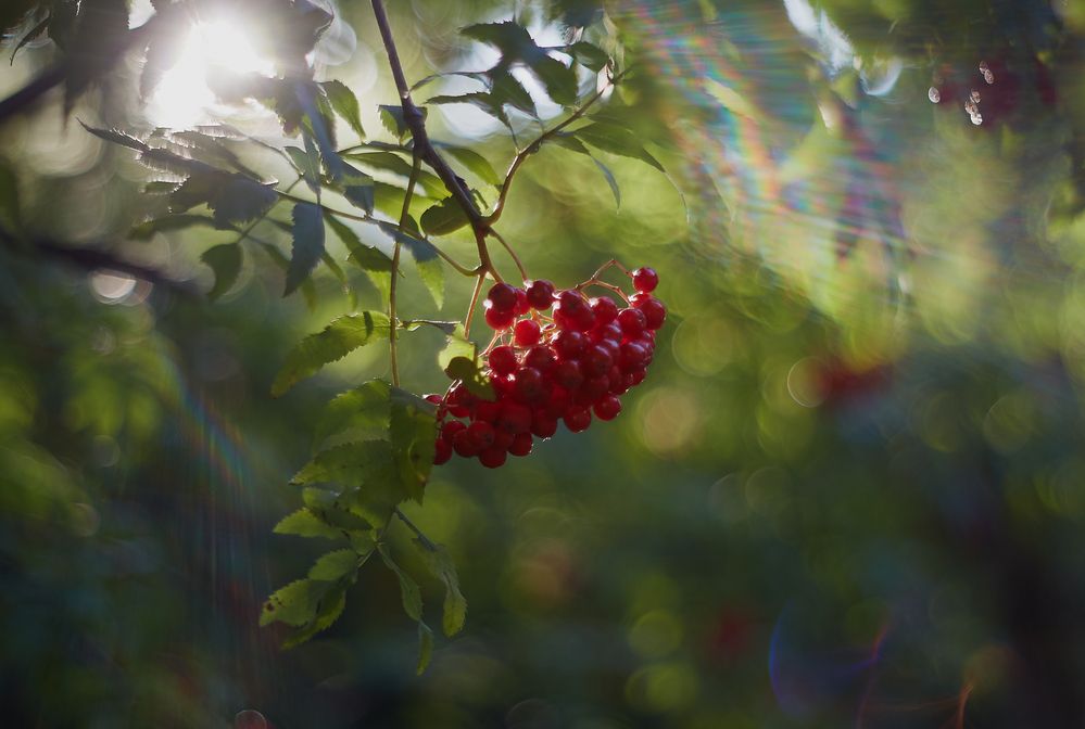 Photograph by Юлия Персинен