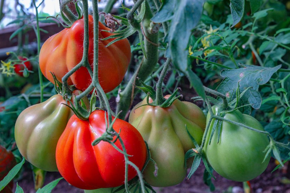 Photograph by Ineta Osipoviča