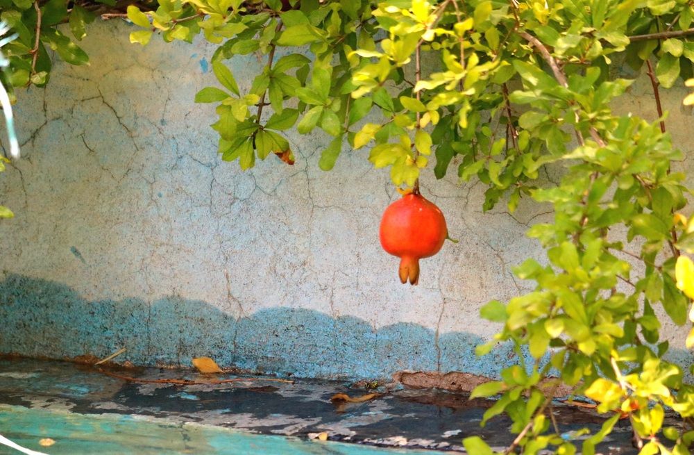 Photograph by Babak Akvan