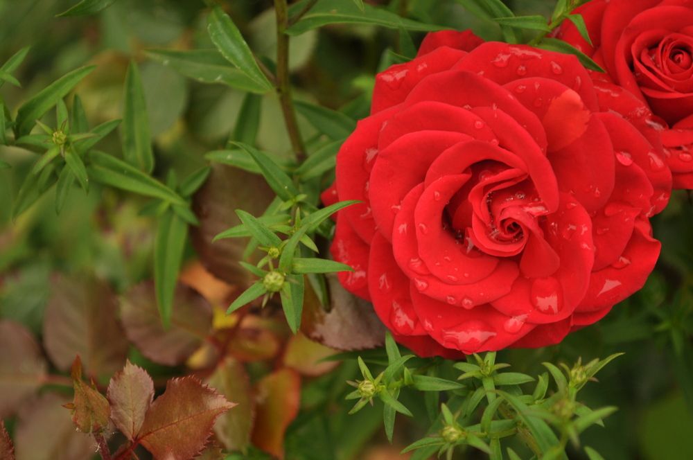 Photograph by Наталья Сергеевна Крылова