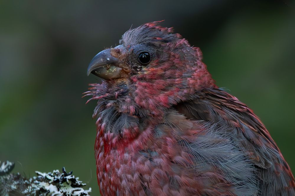 Photograph by Alexei Kriptozoy