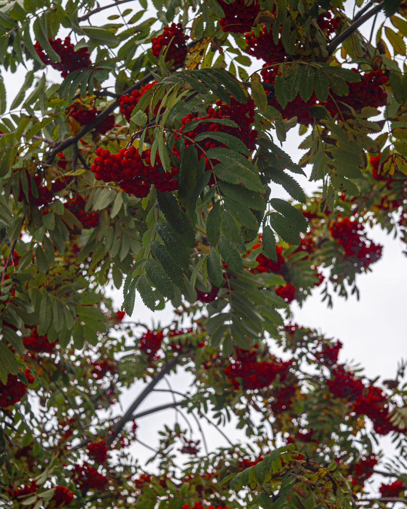 Photograph by Наталья Сергеевна Крылова