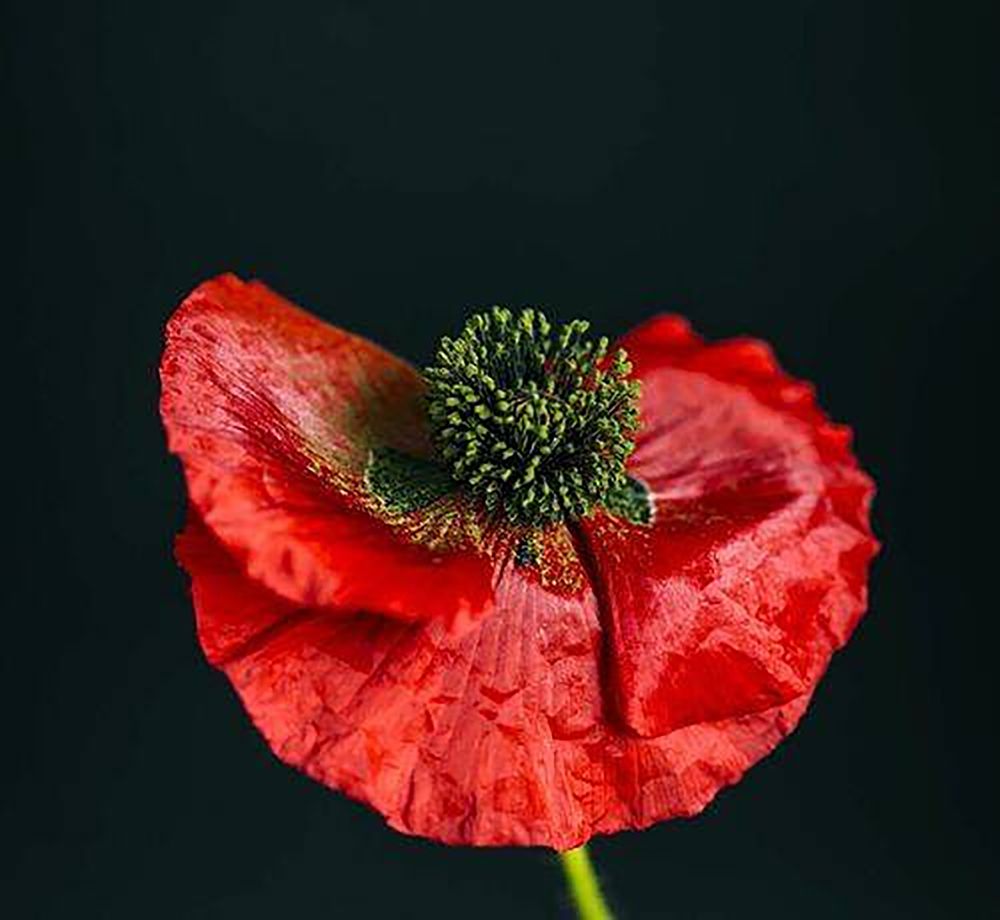 Photograph by ILONA KILA