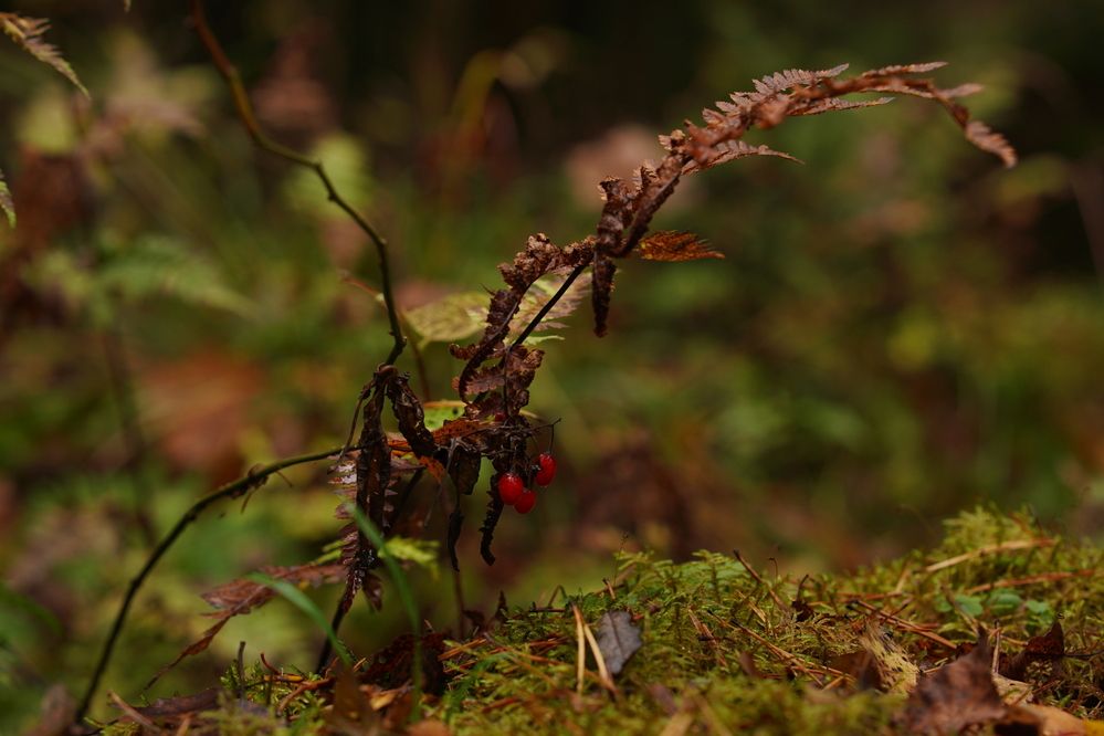 Photograph by Виктор Букин