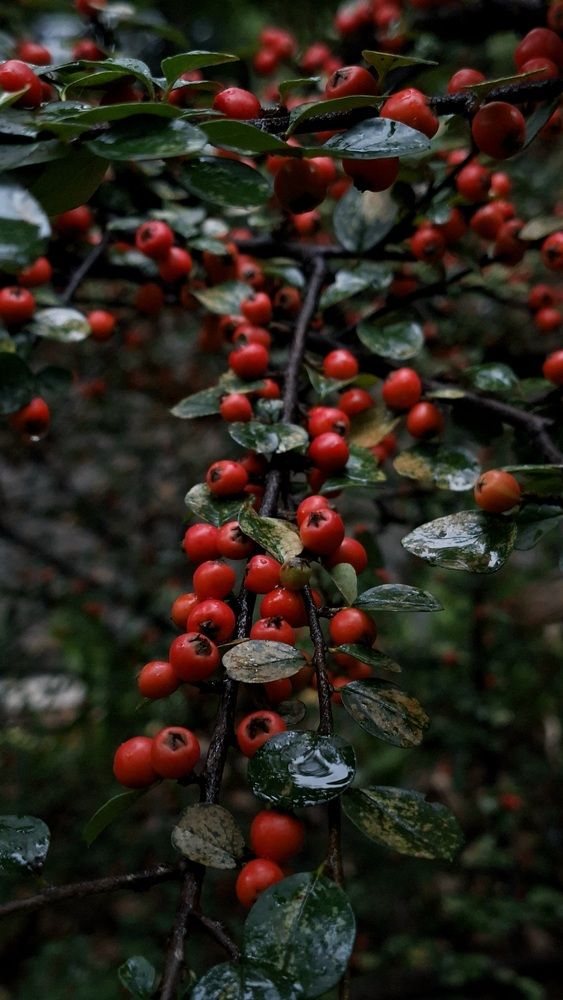 Фотография автора Маргарита Тетёркина
