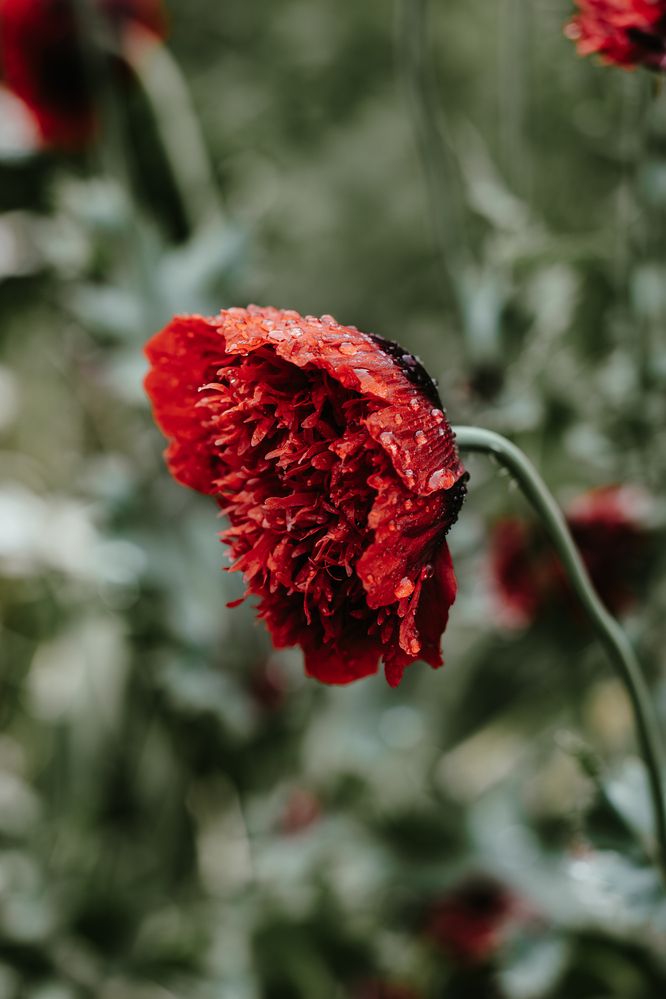 Photograph by Виктория