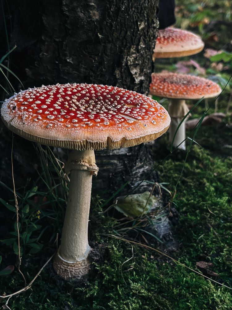 Photograph by Регина Габдулхаева