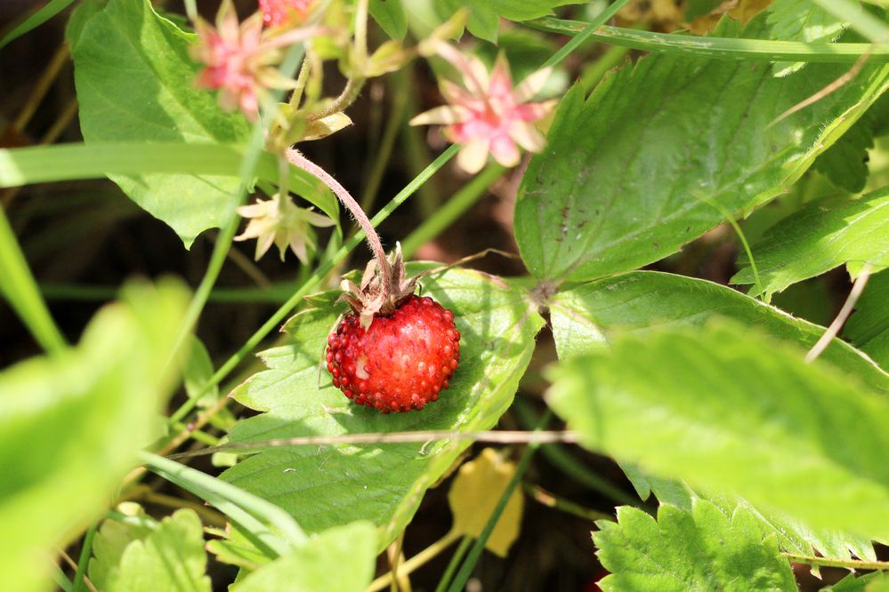 Photograph by Татьяна Иванникова