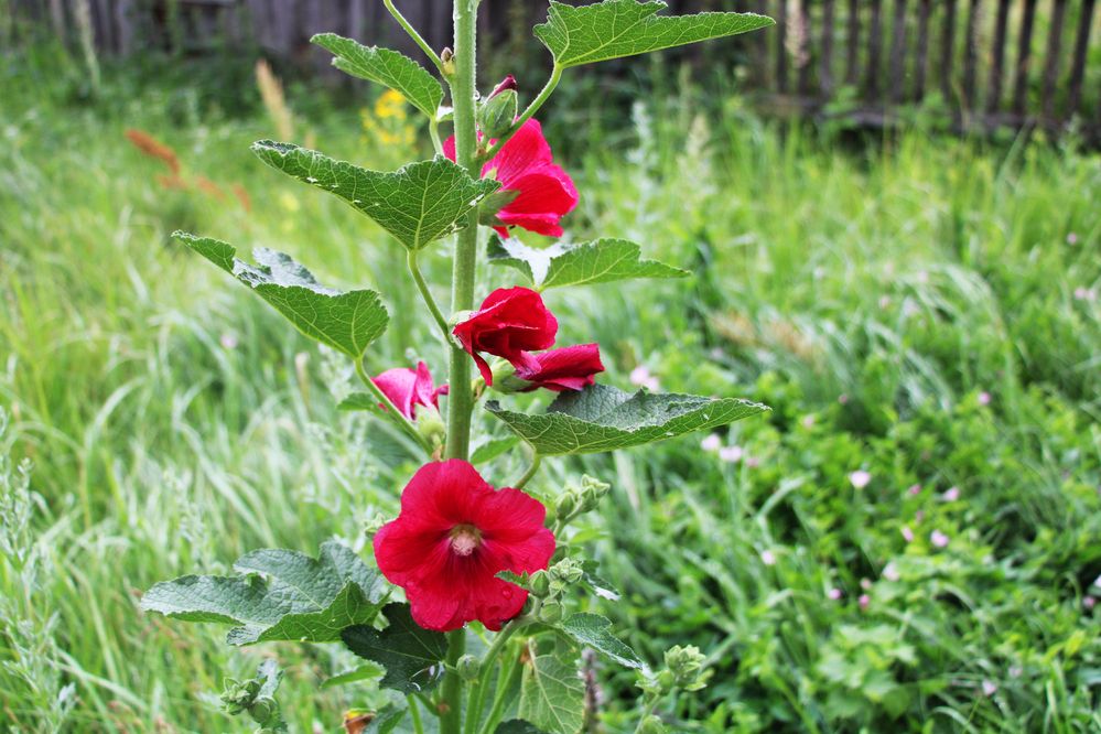 Photograph by Татьяна Иванникова