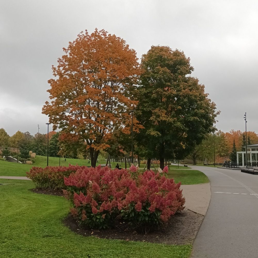 Фотография автора Maks Lanister