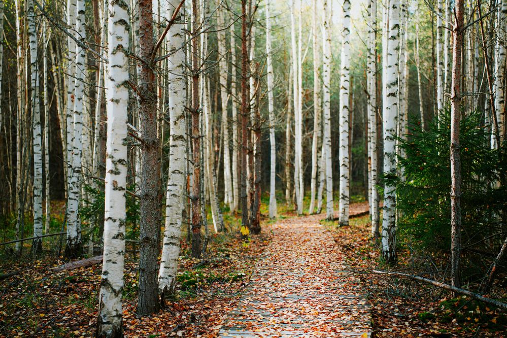 Photograph by Елена Савенкова