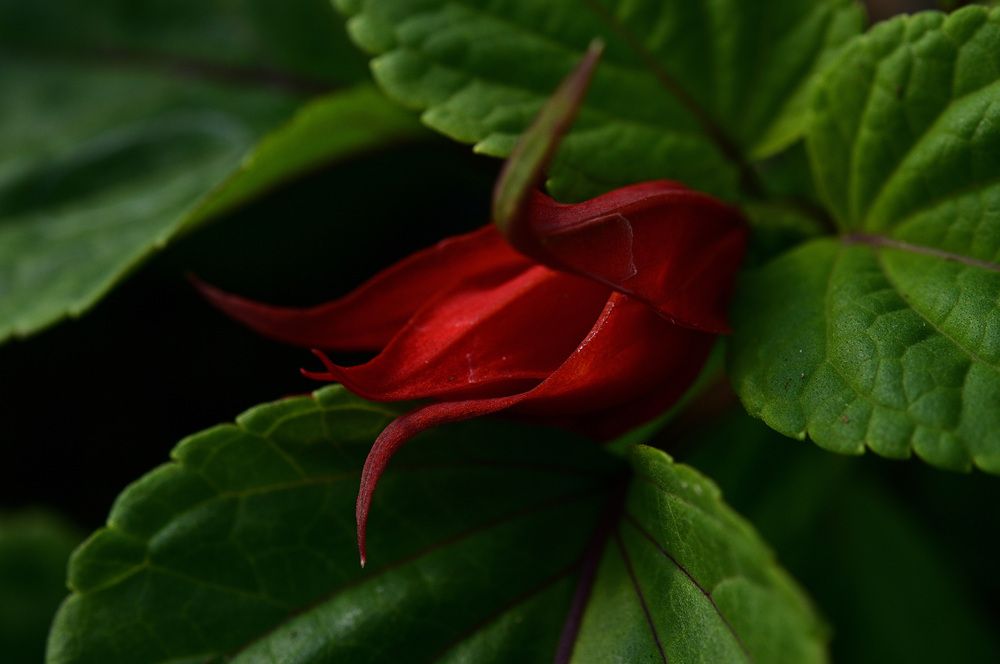 Photograph by Ohashi Hironobu