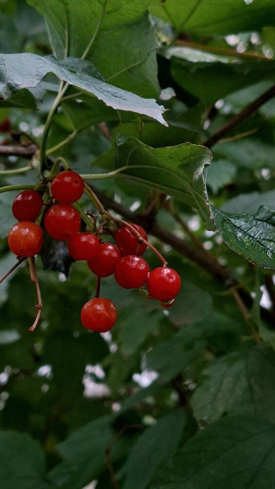 Фотография автора Маргарита Тетёркина