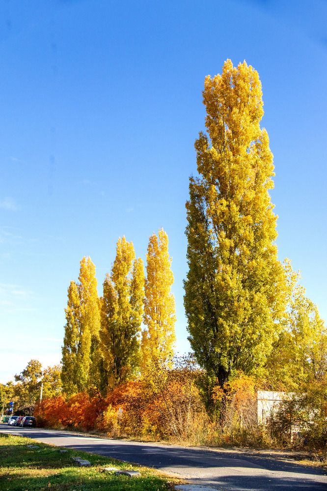Photograph by Gyula Sziládi