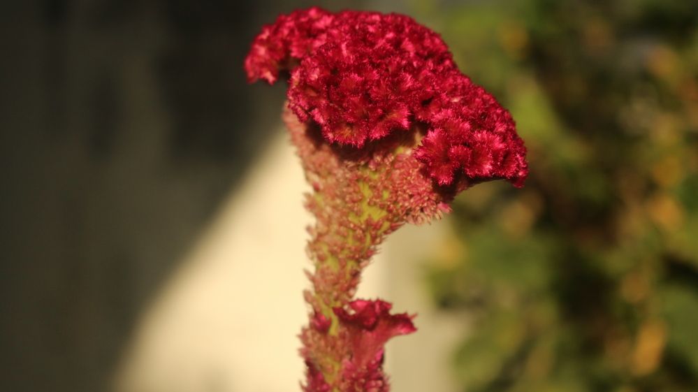 Photograph by Deasy Junita Dhani Hidayana