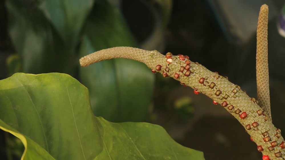 Photograph by Deasy Junita Dhani Hidayana