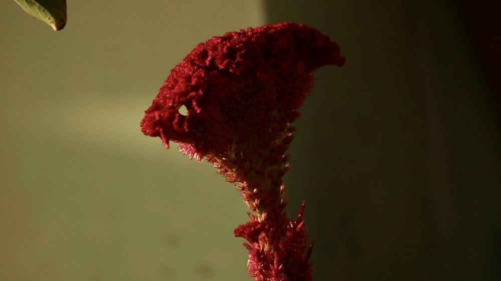 Photograph by Deasy Junita Dhani Hidayana