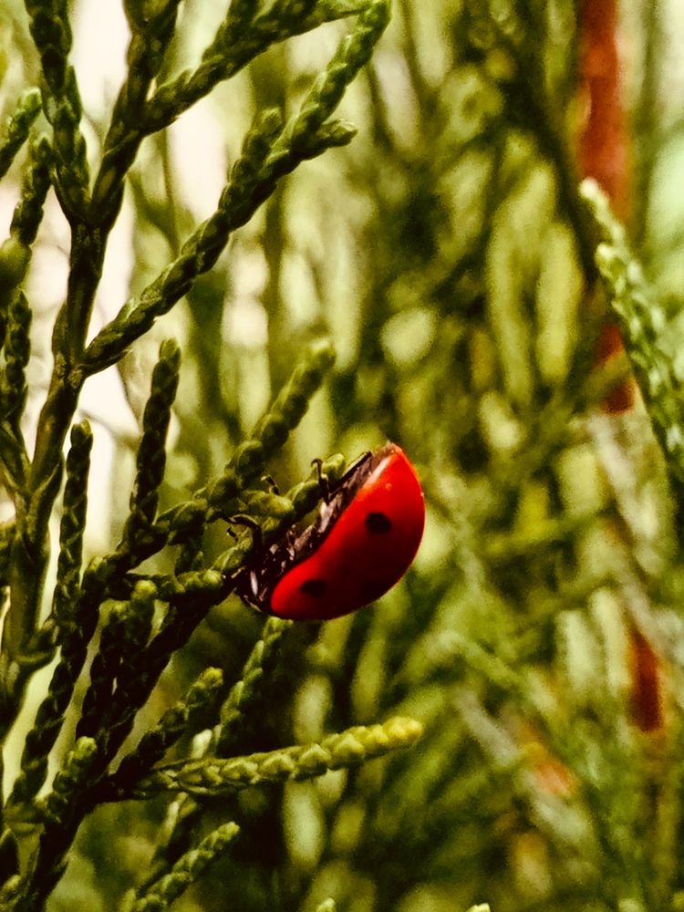 Божья коровка