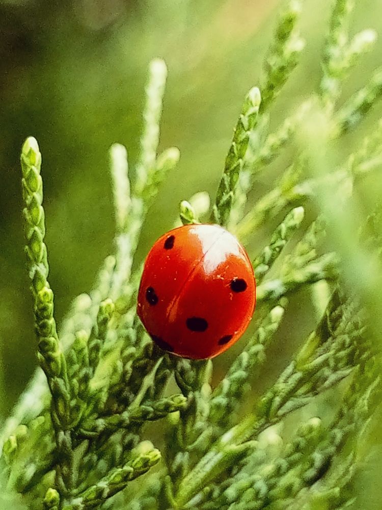 Божья коровка