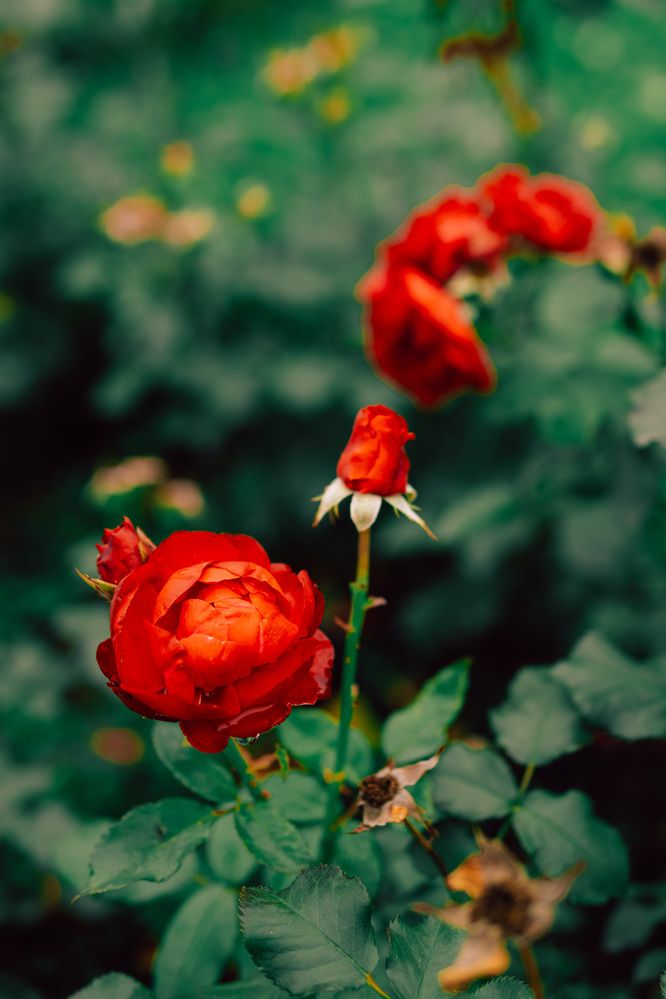 Photograph by Харламов Павел